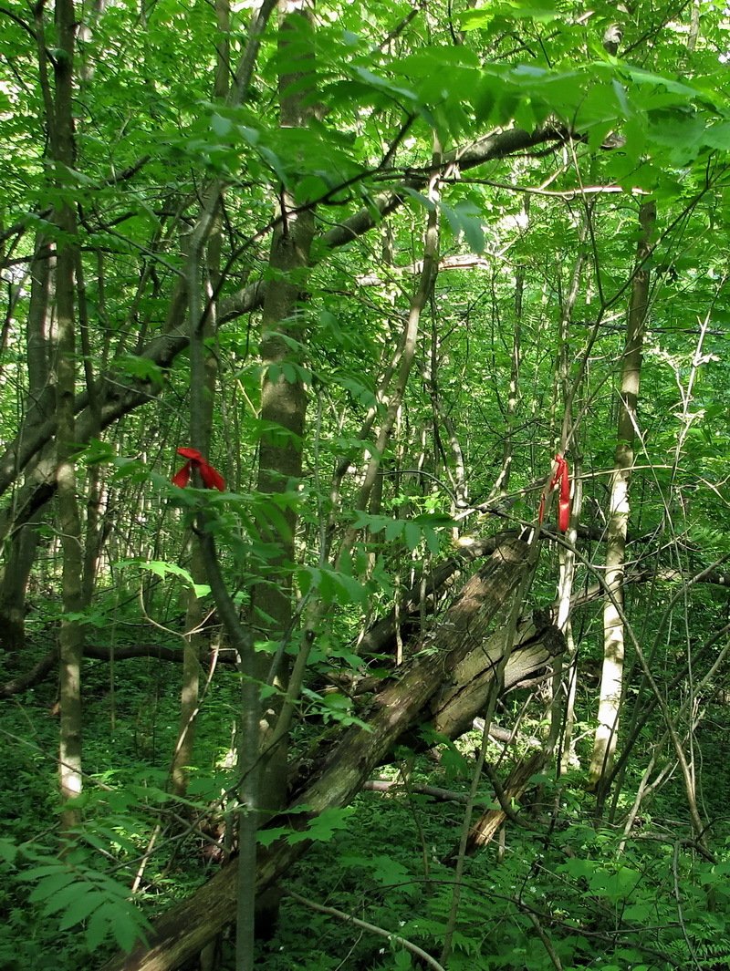 photo-6